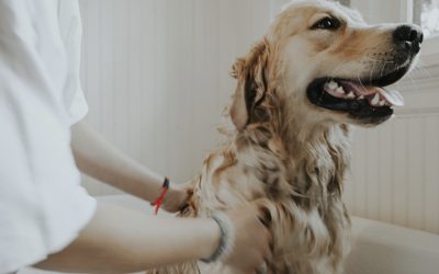 VETERCANN: cuidados 100% naturales para tu mascota