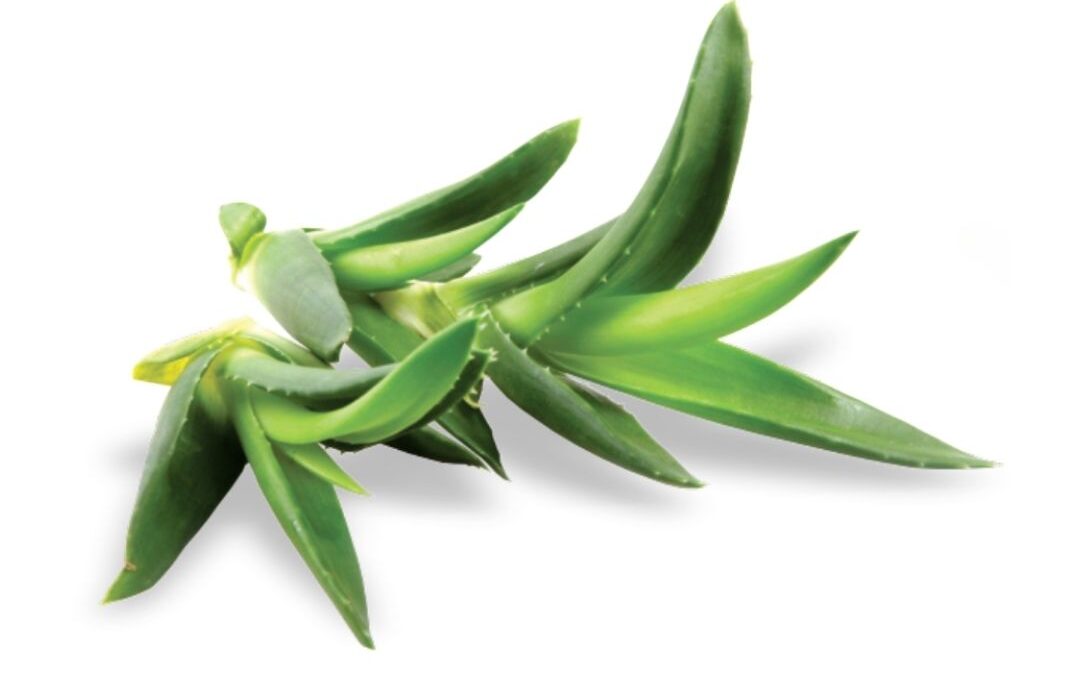 Aloé Vera (Aloe barbadensis)