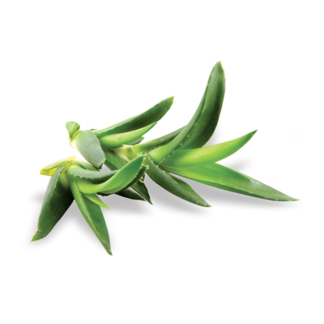 Aloe vera Aloe barbadensis en cosmética