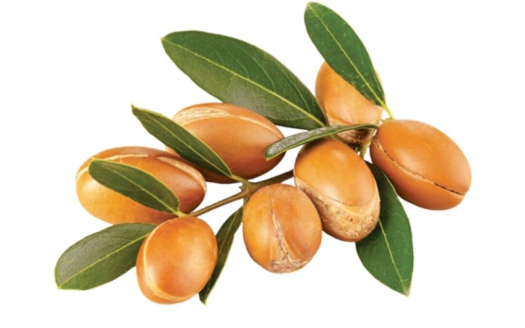 Argan (Argania spinosa)