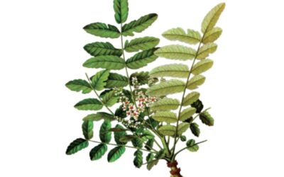 Incienso Indio (Boswellia serrata)