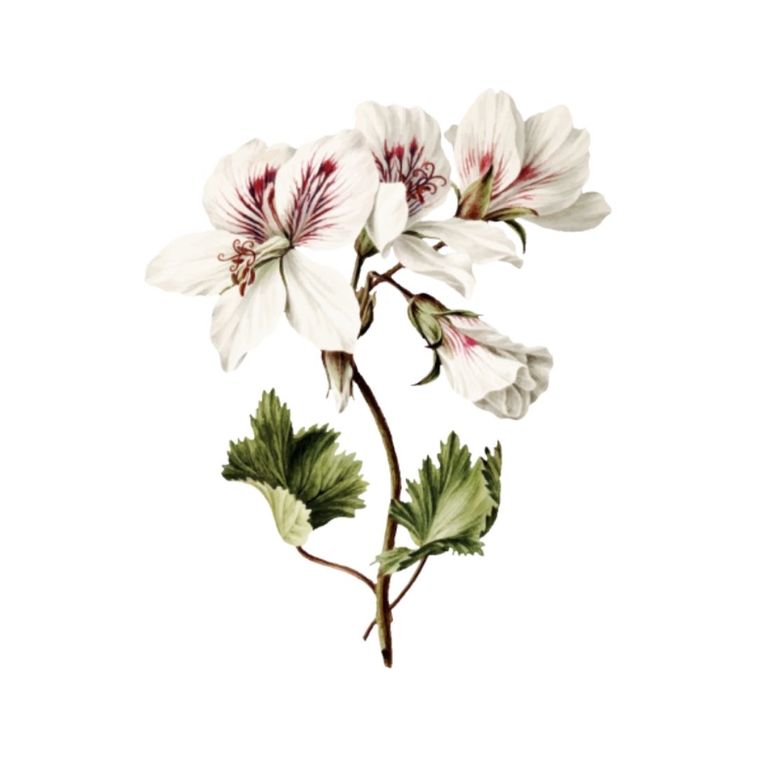 Pelargonium graveolens en cosmética