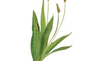 Llantén menor (Plantago laceolata)